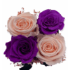 monaco-negro-2-colores (1)
