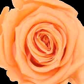 melocotón