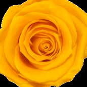 amarillo cálido