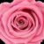 flor de cerezo