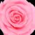 rosa nupcial