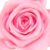 rosa pastel