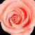 rosa vintage