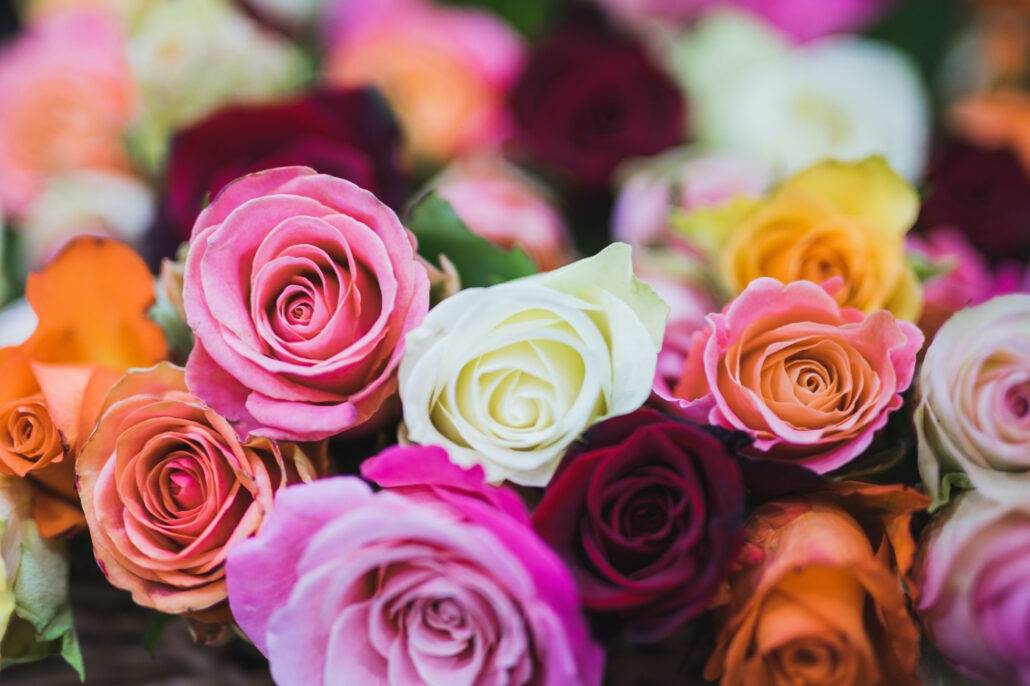 rosas eternas de colores